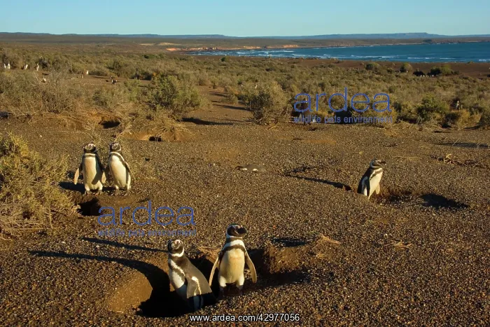 : Magellanic Penguin - view into penguin colony : Magellanic Penguin - view into penguin colony