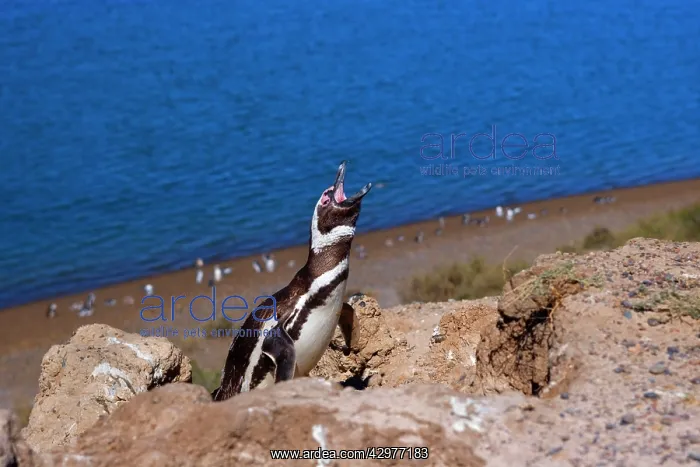 : Magellanic Penguin - view into penguin colony with : Magellanic Penguin - view into penguin colony with
