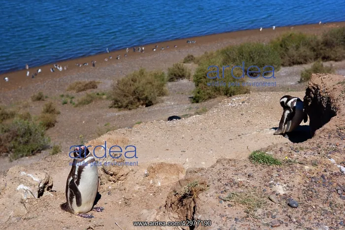 : Magellanic Penguin - view into penguin colony : Magellanic Penguin - view into penguin colony
