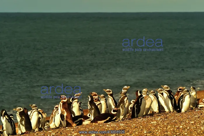 : Magellanic Penguins : Magellanic Penguins