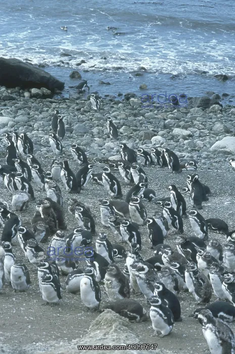 : Magellanic Penguins : Magellanic Penguins