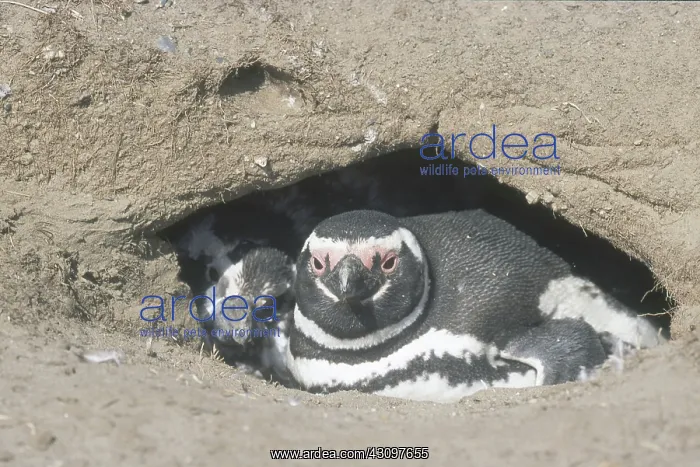 : Magellanic Penguins : Magellanic Penguins