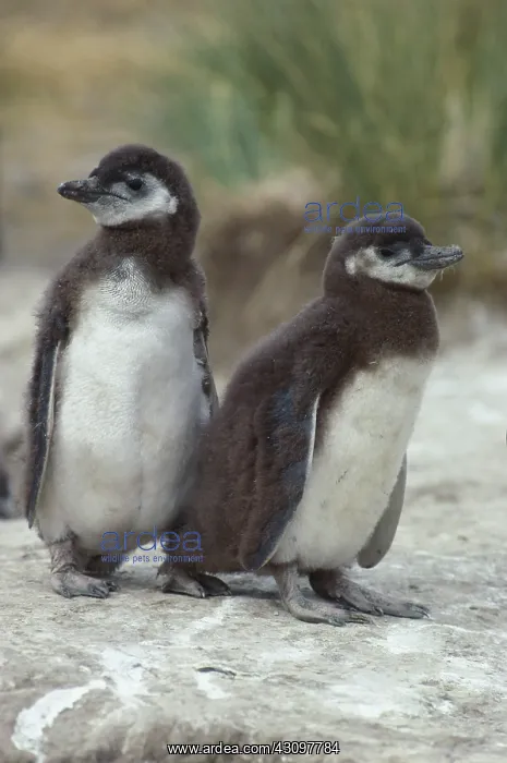 : Magellanic Penguins : Magellanic Penguins