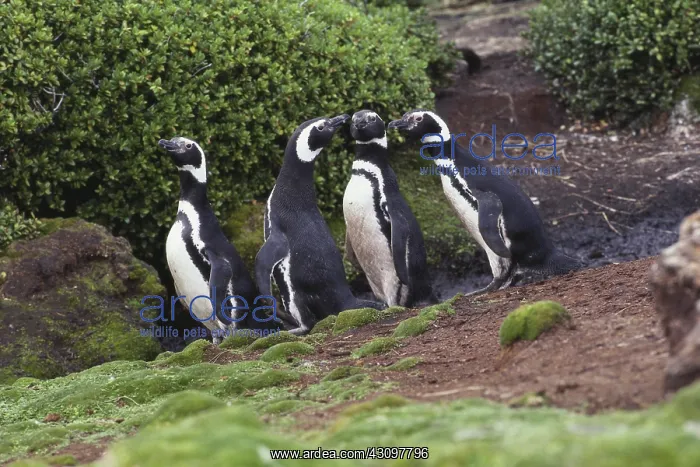  : Magellanic Penguins