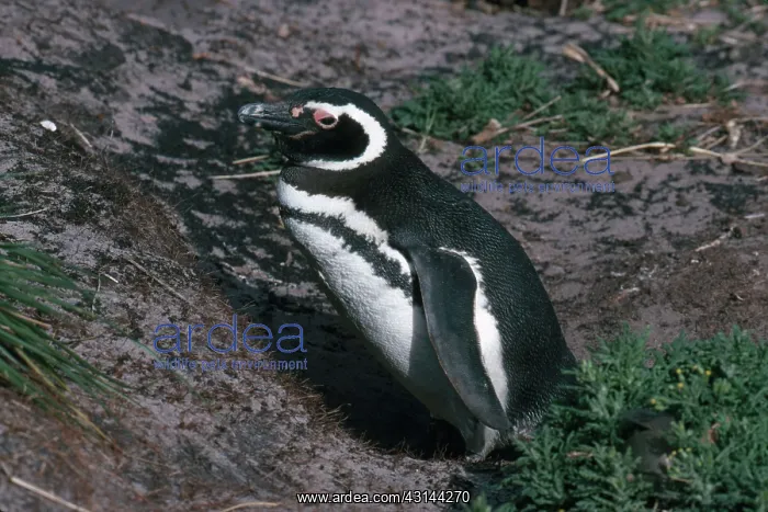 : Magellanic Penguins : Magellanic Penguins