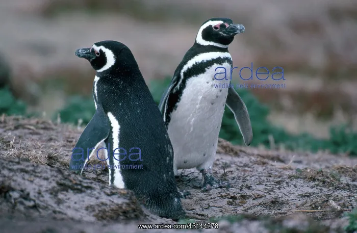: Magellanic Penguins : Magellanic Penguins