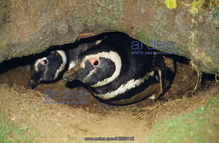 : Magellanic Penguins - in burrow : Magellanic Penguins - in burrow