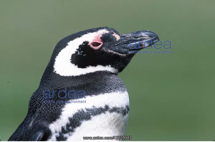 : MAGELLANIC PENGUINS - close-up of head : MAGELLANIC PENGUINS - close-up of head