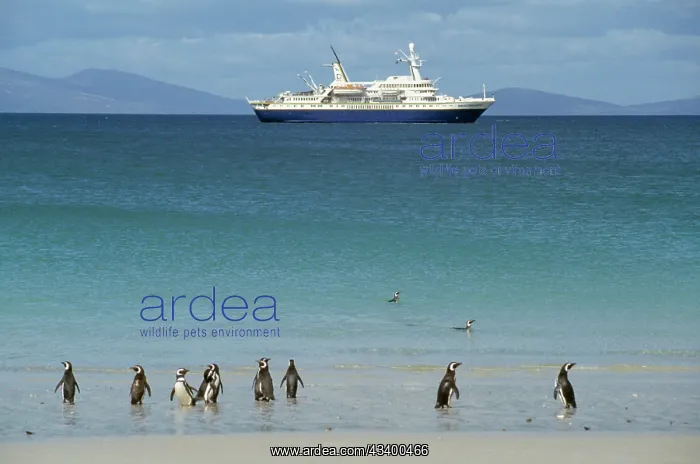 : Magellanic Penguins - with cruise ship : Magellanic Penguins - with cruise ship