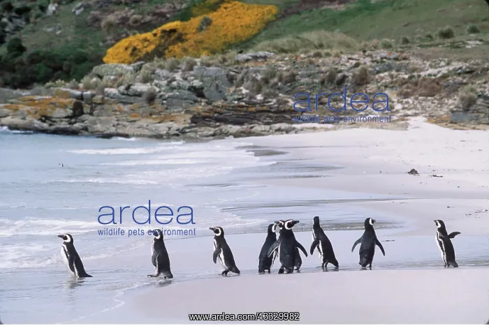 : MAGELLANIC PENGUINS - group, on beach : MAGELLANIC PENGUINS - group, on beach