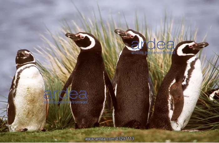 : MAGELLANIC PENGUINS - four looking in different directions : MAGELLANIC PENGUINS - four looking in different directions