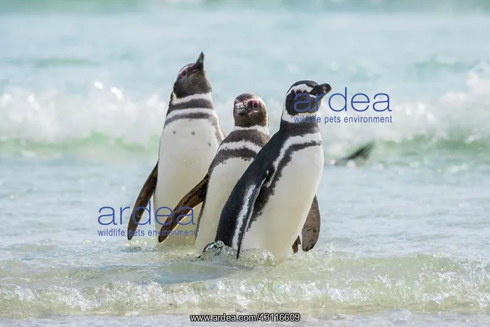 : Magellanic penguins (Spheniscus magellanicus) in : Magellanic penguins (Spheniscus magellanicus) in