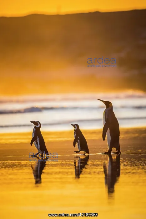 : Magellanic penguins (Spheniscus magellanicus) and : Magellanic penguins (Spheniscus magellanicus) and