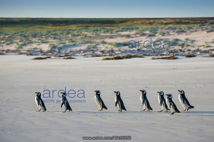  : Magellanic penguins (Spheniscus magellanicus) on