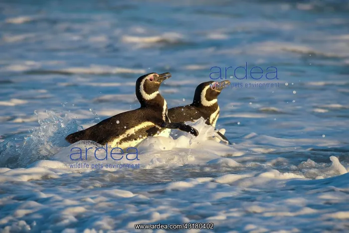 : Magellanic penguins (Spheniscus magellanicus) on : Magellanic penguins (Spheniscus magellanicus) on