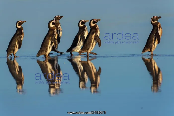  : Magellanic penguins (Spheniscus magellanicus) on
