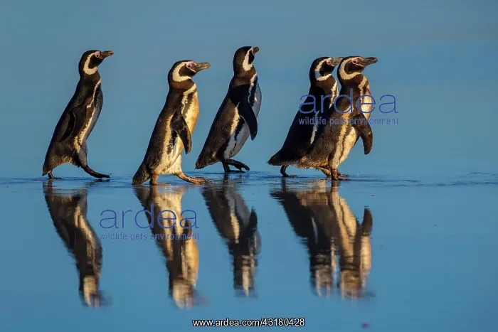 : Magellanic penguins (Spheniscus magellanicus) on : Magellanic penguins (Spheniscus magellanicus) on