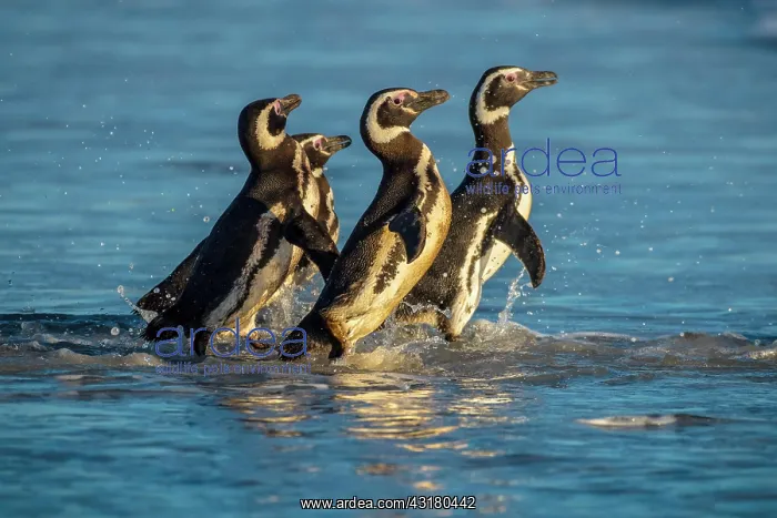 : Magellanic penguins (Spheniscus magellanicus) on : Magellanic penguins (Spheniscus magellanicus) on
