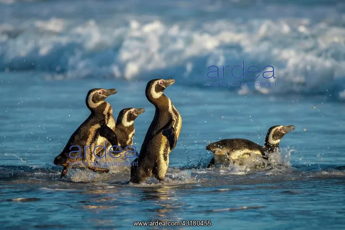 : Magellanic penguins (Spheniscus magellanicus) on : Magellanic penguins (Spheniscus magellanicus) on