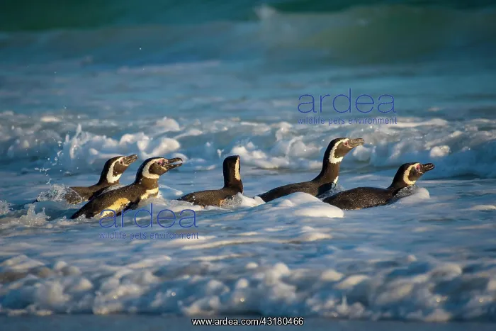 : Magellanic penguins (Spheniscus magellanicus) on : Magellanic penguins (Spheniscus magellanicus) on