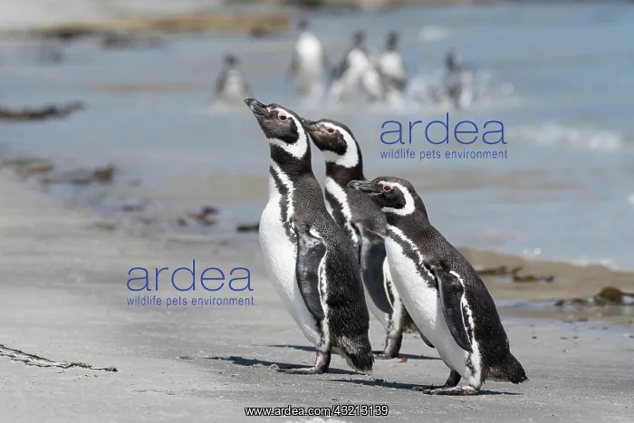 : Magellanic penguins (Spheniscus magellanicus), West : Magellanic penguins (Spheniscus magellanicus), West