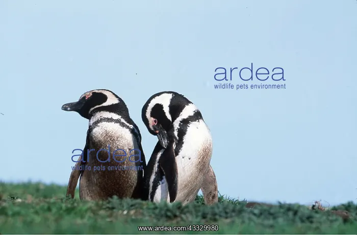 : MAGELLANIC PENGUINS - two, preening : MAGELLANIC PENGUINS - two, preening