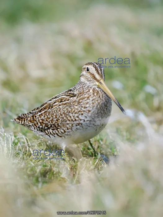 : Magellanic Snipe. Sea Lion Island, spring