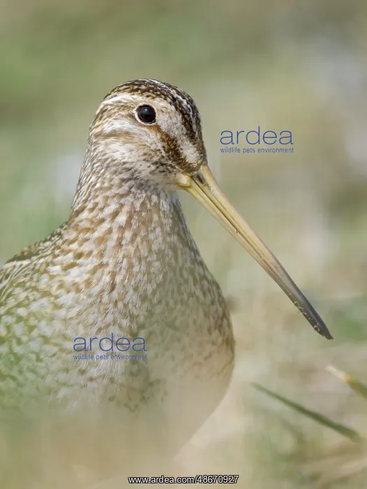 : Magellanic Snipe. Sea Lion Island, spring : Magellanic Snipe. Sea Lion Island, spring
