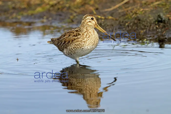 : Magellanic Snipe / South American Snipe : Magellanic Snipe / South American Snipe