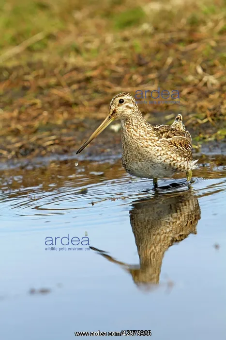 : Magellanic Snipe / South American Snipe : Magellanic Snipe / South American Snipe