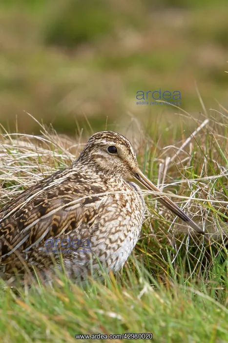 : Magellanic Snipe / South American Snipe : Magellanic Snipe / South American Snipe