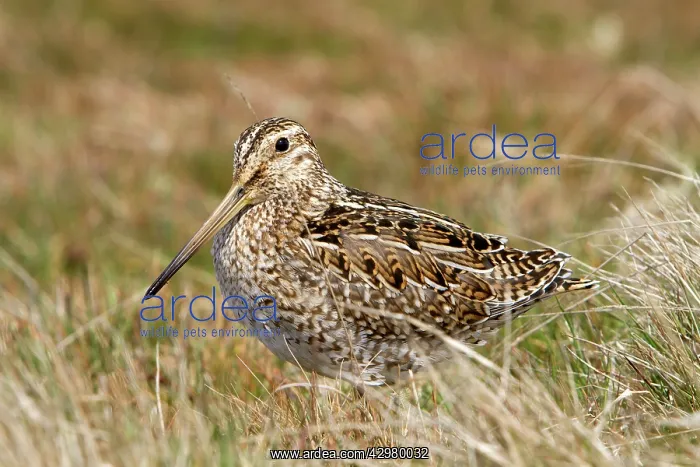 : Magellanic Snipe / South American Snipe : Magellanic Snipe / South American Snipe