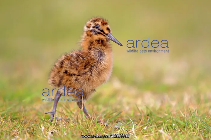 : Magellanic Snipe / South American Snipe - chick : Magellanic Snipe / South American Snipe - chick
