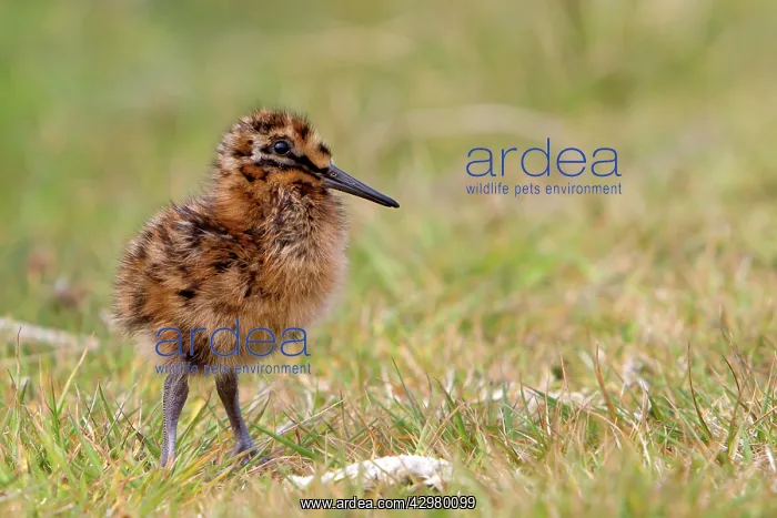 : Magellanic Snipe / South American Snipe - chick : Magellanic Snipe / South American Snipe - chick