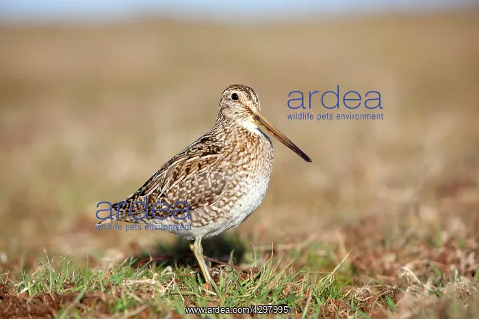 : Magellanic Snipe / South American Snipe - drinking : Magellanic Snipe / South American Snipe - drinking