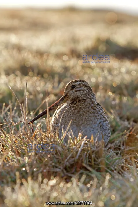 : Magellanic Snipe / South American Snipe - drinking : Magellanic Snipe / South American Snipe - drinking