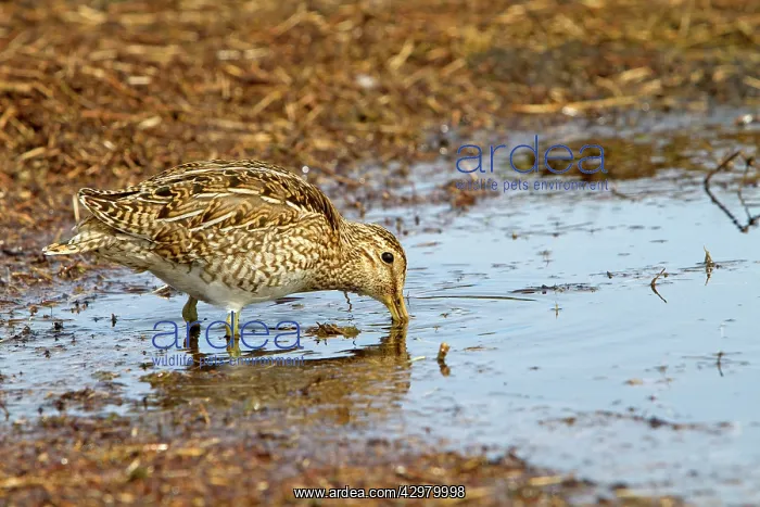 : Magellanic Snipe / South American Snipe - drinking : Magellanic Snipe / South American Snipe - drinking