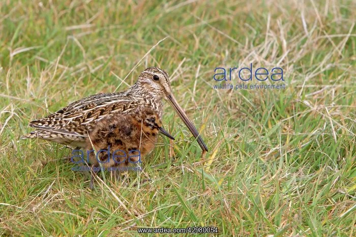 : Magellanic Snipe / South American Snipe - female and young : Magellanic Snipe / South American Snipe - female and young