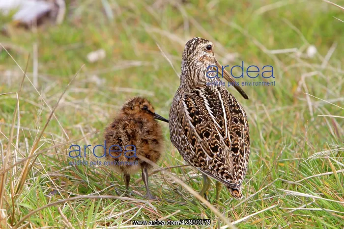  : Magellanic Snipe  /  South American Snipe - female and young