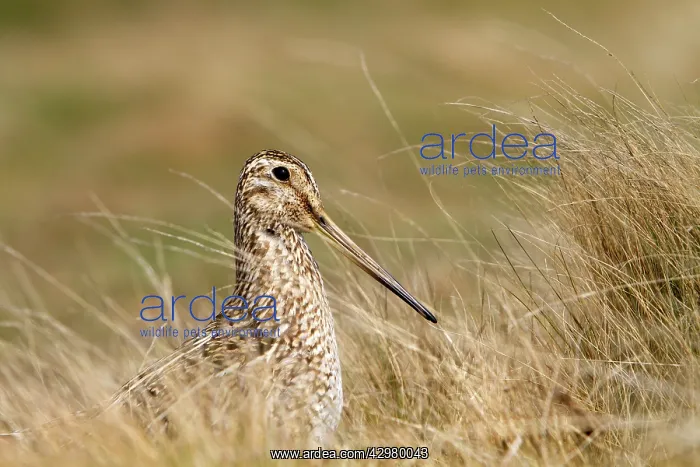 : Magellanic Snipe / South American Snipe - on the nest : Magellanic Snipe / South American Snipe - on the nest