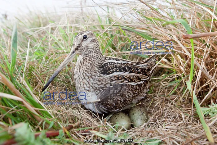 : Magellanic Snipe / South American Snipe - on nest with eggs : Magellanic Snipe / South American Snipe - on nest with eggs