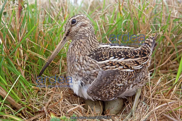 : Magellanic Snipe / South American Snipe - on nest with eggs : Magellanic Snipe / South American Snipe - on nest with eggs