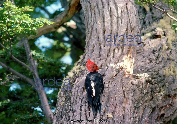 : Magellanic Woodpecker : Magellanic Woodpecker