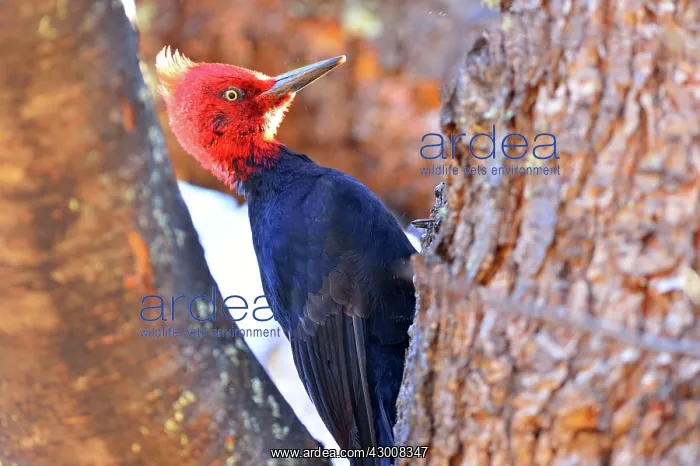 : Magellanic Woodpecker : Magellanic Woodpecker