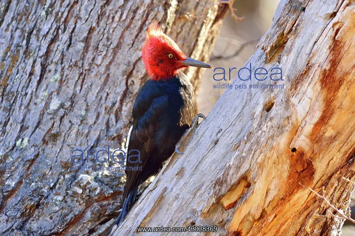 : Magellanic Woodpecker : Magellanic Woodpecker