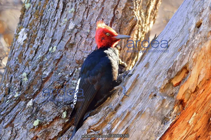 : Magellanic Woodpecker : Magellanic Woodpecker