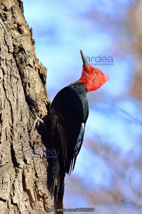 : Magellanic Woodpecker : Magellanic Woodpecker