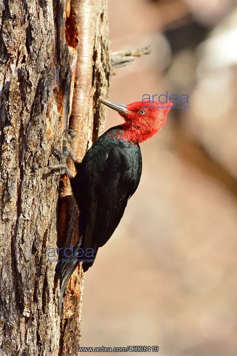 : Magellanic Woodpecker : Magellanic Woodpecker