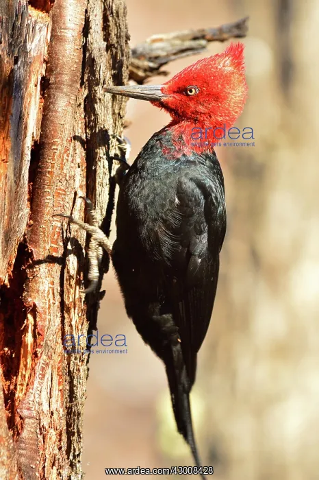 : Magellanic Woodpecker : Magellanic Woodpecker