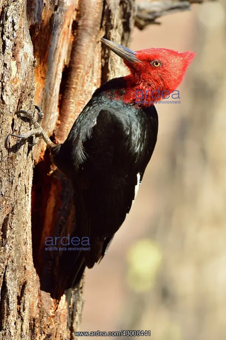 : Magellanic Woodpecker : Magellanic Woodpecker